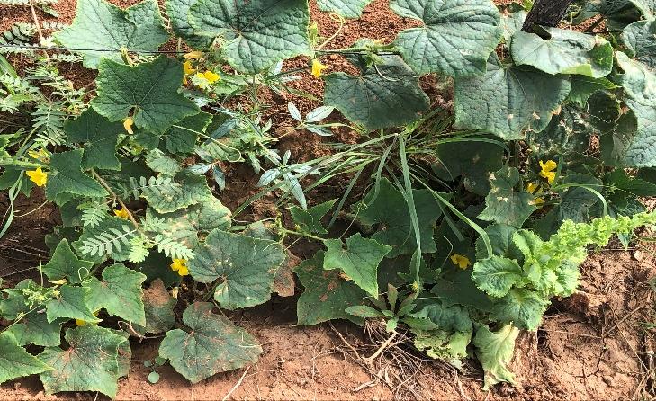 Cooperativa Agrícola Jovens Visionários